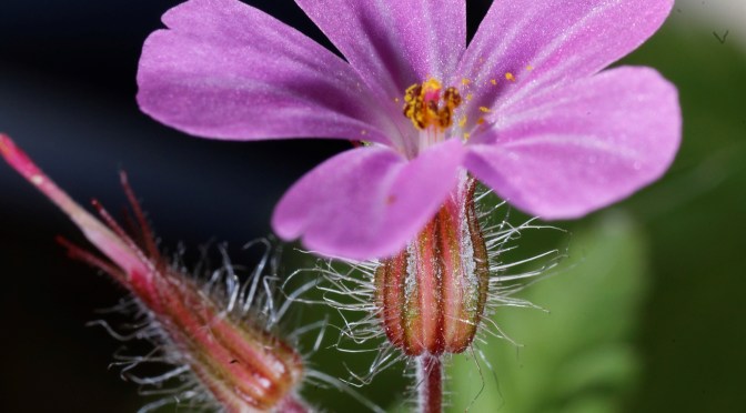 Séances à thème – Atelier Photo